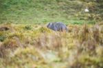 Wombat During The Day Stock Photo