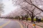 Seoul,korea - April 7 : Seoul Cherry Blossom Festival In Korea.tourists Taking Photos Of The Beautiful Scenery Around Seoul,korea On April 7,2015 Stock Photo