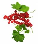 Redcurrant Stock Photo