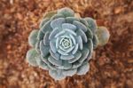 Succulent  Plants Stock Photo