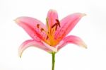 Pink Lily Stock Photo