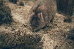 Adorable Large Wombat During The Day Looking For Grass To Eat Stock Photo