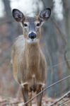 Beautiful Uncertain Wild Deer Stock Photo