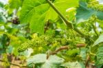 Young Green Grapes Stock Photo