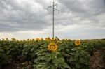 Sunflowers In A Field In The Afternoon Stock Photo