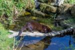 European Mink (mustela Lutreola) Stock Photo