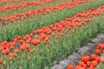 Tulip Flowers In The Farm Stock Photo