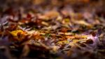 Fallen Leaves Decaying On The Canopy Floor Stock Photo