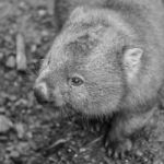 Adorable Large Wombat During The Day Looking For Grass To Eat Stock Photo