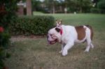 Bulldog With Gold Horn Walk On The Grass Stock Photo