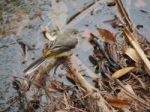 Grey Wagtail Stock Photo