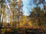 Scenic View Of The Ashdown Forest In Sussex Stock Photo