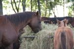 Horses In The Argentine Countryside Stock Photo