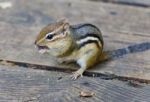 Image Of A Cute Funny Chipmunk Eating Something Stock Photo