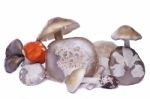 Several Wild Mushrooms Stock Photo