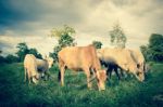 Herd Of Cows In Farmland,countryside Of Thailand Stock Photo