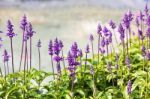 Blue Salvia Plant Stock Photo