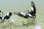 Pelicans Swimming In The Water Stock Photo