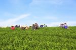 Dalat, Vietnam, July 30, 2016: A Group Of Farmers Picking Tea On A Summer Afternoon In Cau Dat Tea Plantation, Da Lat, Vietnam Stock Photo