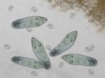 Paramecium Stock Photo