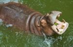 Hippopotamus Waiting For Food Stock Photo