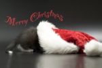 Merry Christmas With A Cat Stock Photo