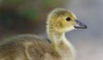 Background With A Cute Chick Of Canada Geese Stock Photo