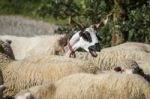 Herd Of White Sheep Stock Photo