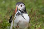 Puffin Fratercula Arctica Stock Photo