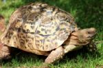 Tortoise Stock Photo