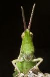 Green Grasshopper (pyrgomorpha Conica) Stock Photo