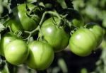 Green Tomatoes Stock Photo