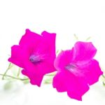 Pink Petunia Stock Photo