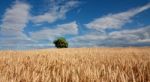 Wheat Field Stock Photo