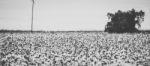 Cotton Field In The Countryside Stock Photo