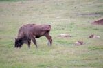 European Bison (bison Bonasus) Stock Photo