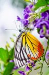 Painted Jezebel Colorful Butterfly Stock Photo