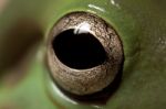 Green Tree Frog Eye Stock Photo