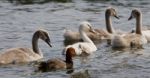 The Funny Redhead Duck And Four Young Swans Stock Photo