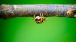 Jumping Spider Stock Photo