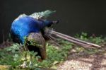 Indian Peacock  (pavo Cristatus) Stock Photo