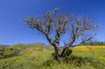 Hill Of Yellow Marigold Flowers Stock Photo