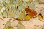 Diversity Of Butterfly Species,butterfly Eating Salt Licks On Ground Stock Photo