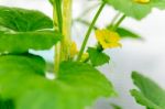 After Flowering Is Developing A Small Stock Photo