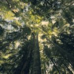 Trees In Mapleton Falls National Park Rainforest, Glass House Mountains Stock Photo