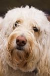 Golden Doodle Stock Photo