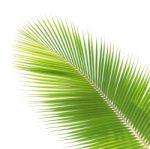 Coconut Leaf Isolated White Background Stock Photo