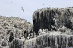 Seabird Citadael Stock Photo