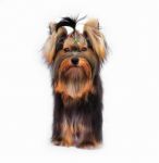 Yorkshire Terrier Stock Photo