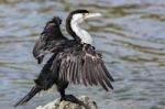 Pied Cormorant (phalacrocorax Varius) Stock Photo